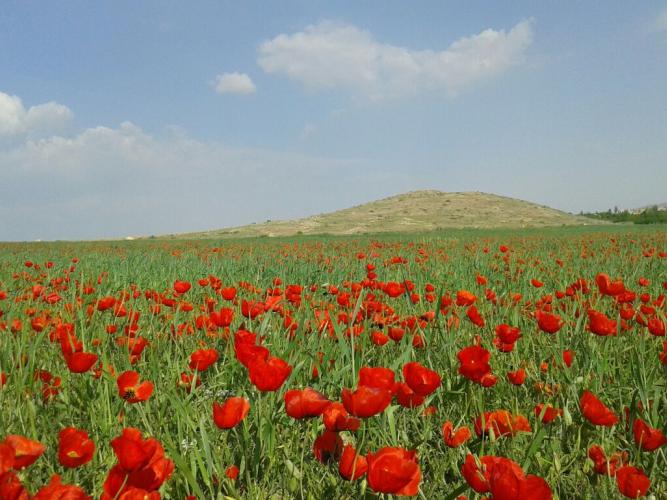 balkh